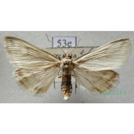 Loxostege turbidalis (Treitschke, 1829) Slovakia53e